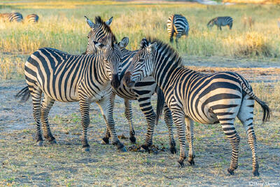 Tarangire-Zebras