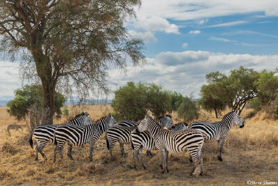 Tarangire-Zebras in Shade