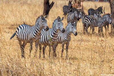 Tarangire-Zebras Watching Lions