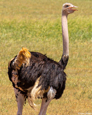 Tarangire Ostrich