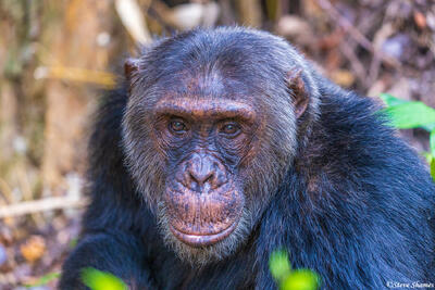 Teddy the Alpha Chimp