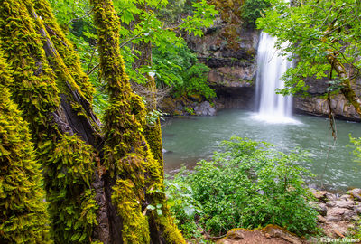 Thick Mossy Trees