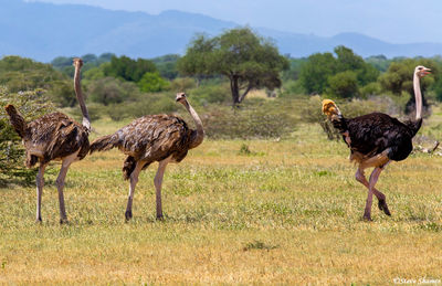 Three African Ostriches