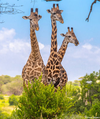 Three Headed Giraffe
