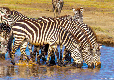 Three Zebras Drinking