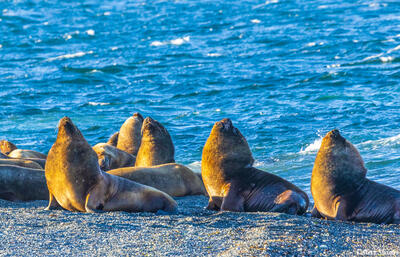 Tierra del Fuego Sea Lions