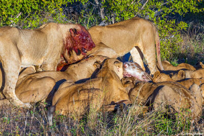 Timbavati-Bloody Faced Lion