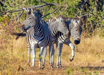 Timbavati-Dancing Zebra