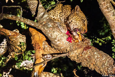 Timbavati-Feeding Leopard