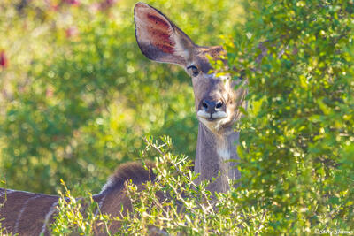 Timbavati-Female Kudu