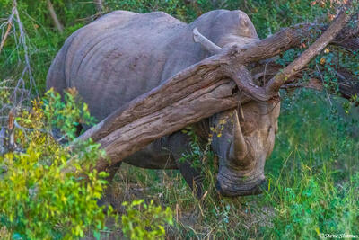 Timbavati-Female White Rhino