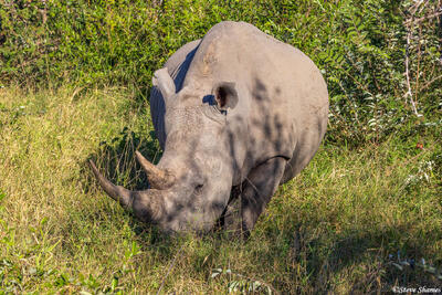 Timbavati-Grazing Rhino