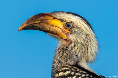 Timbavati-Hornbill Close Up