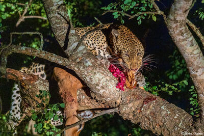 Timbavati-Leopard at Night