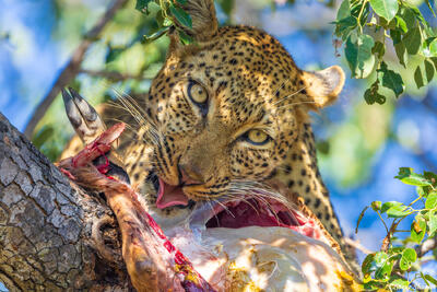 Timbavati-Leopard Eating