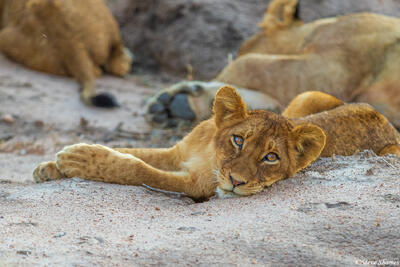 Timbavati-Lion Cub
