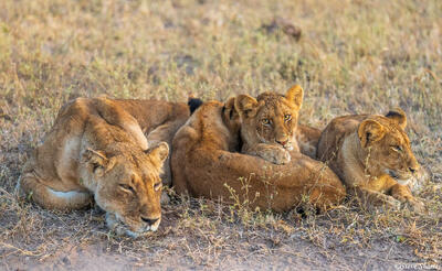 Timbavati-Lion Cubs