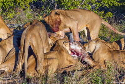 Timbavati-Lion Giraffe Kill