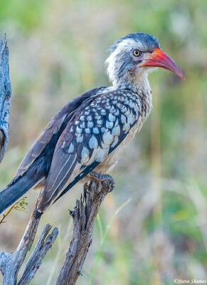 Timbavati-Red Billed Hornbill