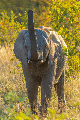 Timbavati-Sniffing Elephant
