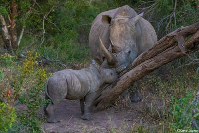 Timbavati-Twilight Rhinos