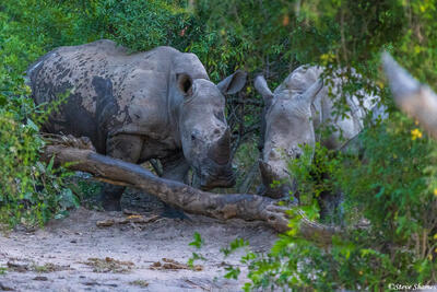 Timbavati-White Rhinos