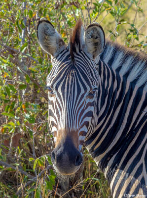 Timbavati-Zebra Portrait