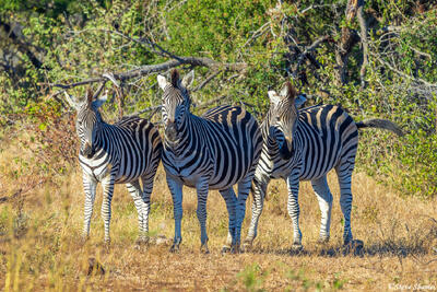 Timbavati-Zebras