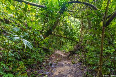 Trail Through Amazon