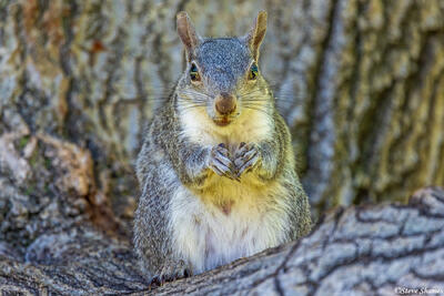Tree Squirrel