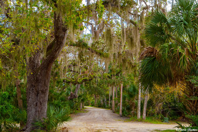 Trees at Canaveral Seashore