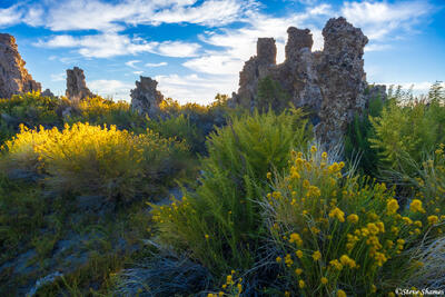 Tufas in Early Light