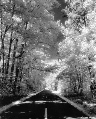 Virginia Tree Lined Road