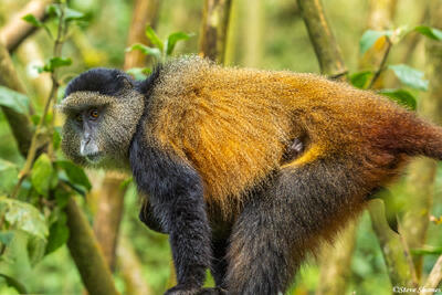Virunga Golden Monkey