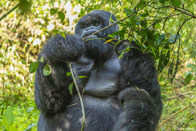 Virunga Gorilla