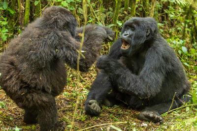 Virunga Mountain Gorillas