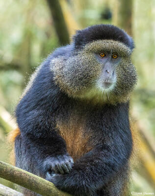 Virunga Mountains Golden Monkey