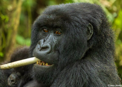 Gorillas