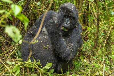 Virunga Mountains Rwanda