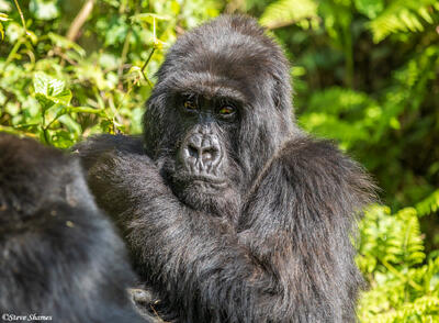Volcanoes National Park Gorilla