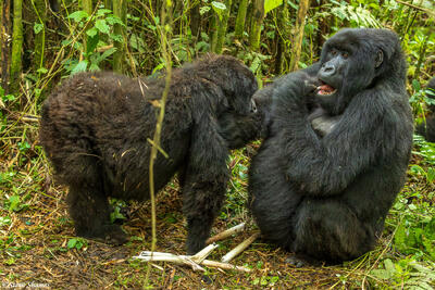 Volcanoes Park Rwanda