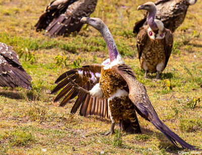 Vulture Kicking