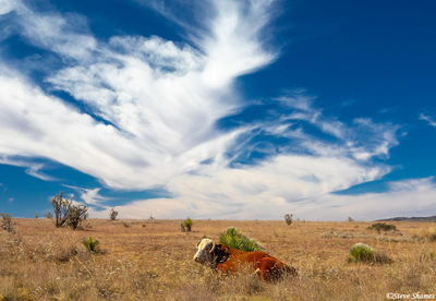 West Texas Cow