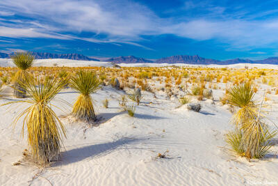White Sands Yucca Plants