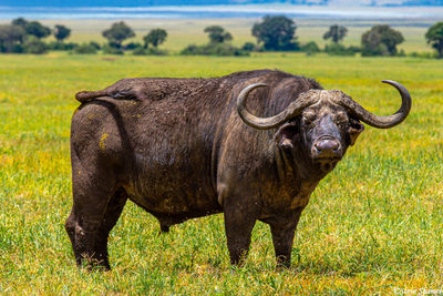Wide Horns