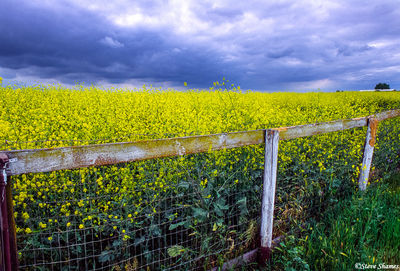 Wild Mustard Fenced In