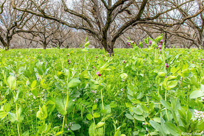 Wild Orchard