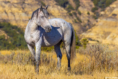Wild White Horse