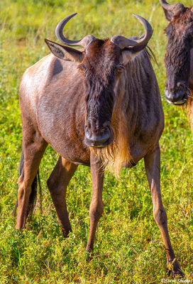 Wildebeest