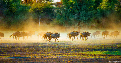 Wildebeest Dust Clould